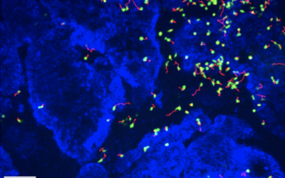 Emmanuel Donnadieu and INSERM colleagues publish their work on T cell migration in Nature Communications