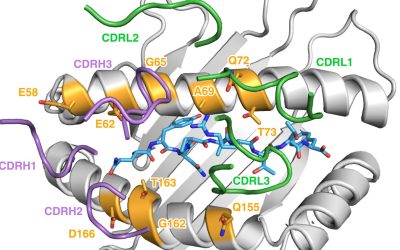 Nik Sgourakis and CHOP colleagues publish research on PC-CAR protein structure in Science Immunology