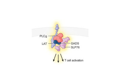 The Majzner group publish work on improved CAR T cell signaling in Nature Cancer